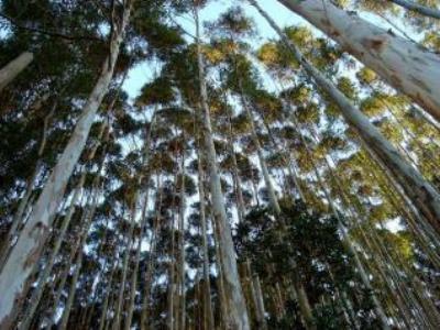 O déficit é suprido por madeira adquirida no mercado, em Mato Grosso do Sul e outra parte (50%) vem de florestas plantadas em SP -