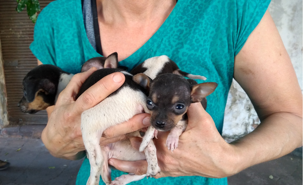 Os cães estavam em uma residência e um galpão abandonado em meio a muita sujeira e sem alimentação - Celso Daniel/JPNEWS