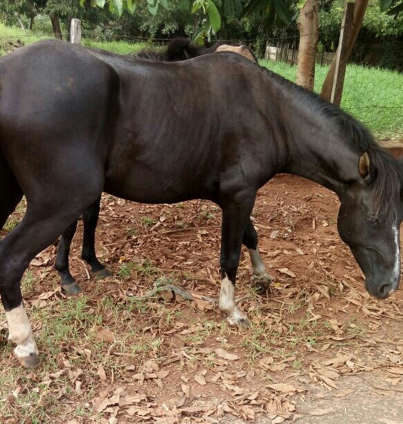 A pata esquerda do animal está com feridas e mau cheiro - Divulgação/Rede Social