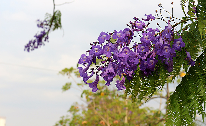 "Os sorrisos têm o mesmo efeito sobre a humanidade como o sol sobre as flores." - Joseph Addison - Danielle Leduc