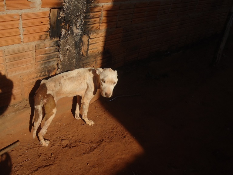 Animal foi encontrado com várias feridas pelo corpo e sem alimentação - Divulgação/PMA