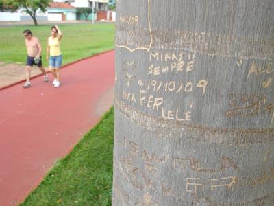 Vandalismo domina a região. Nem as palmeiras foram isentas do mau comportamento dos vândalos -