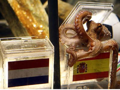 O polvo virou celebridade -