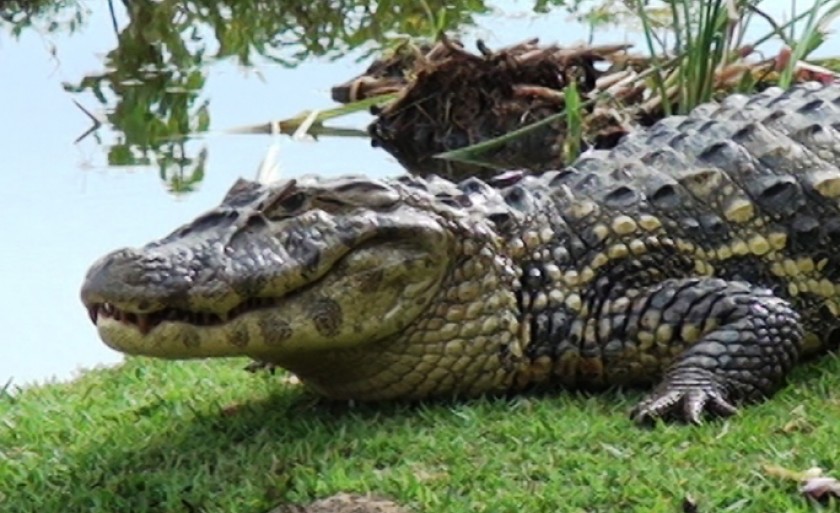 Enquanto os políticos conversasm em volta da lagoa, os jacarés observam o movimento - Arquivo/JPNews