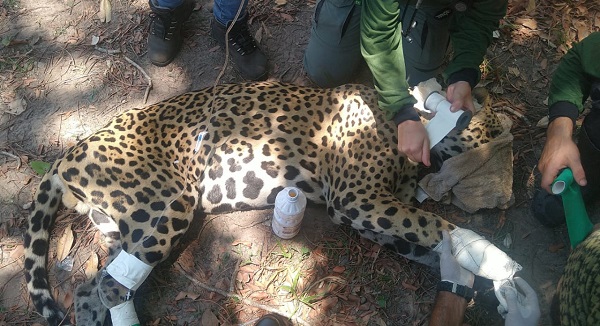 Profissionais irão atuar no atendimento clínico e na assistência dos animais silvestres atingidos pelo fogo que consumiu o Pantanal sul-mato-grossense - Foto: Divulgação/CRMV-MS