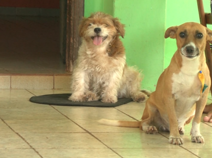 Veterinário indica não amarrar animais para evitar risco de enforcamento - Reprodução/TVC 