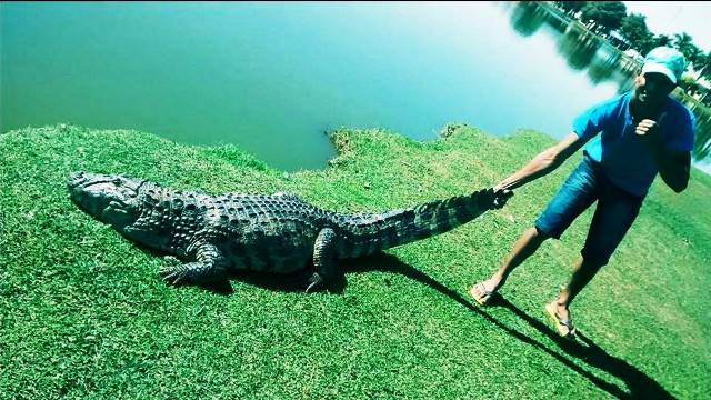 Frequentadores da Lagoa Maior se arriscam perto do animal - Reprodução/Facebook 