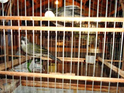 Acusado de tráfico de animais silvestres, o homem foi autuado administrativamente e recebeu multa de R$ 4 mil -