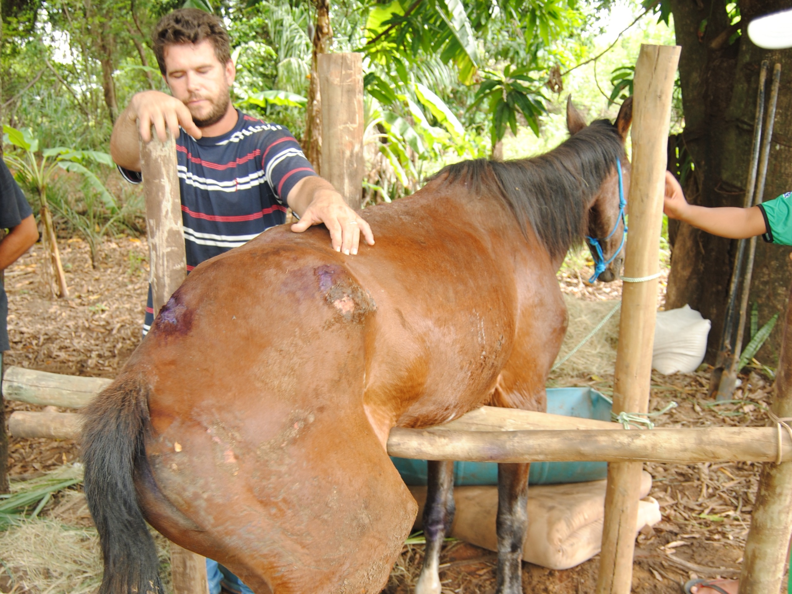 O cavalo está há mais de 10 dias abandonado em terreno baldio e não consegue movimentar as pernas - Elias Dias