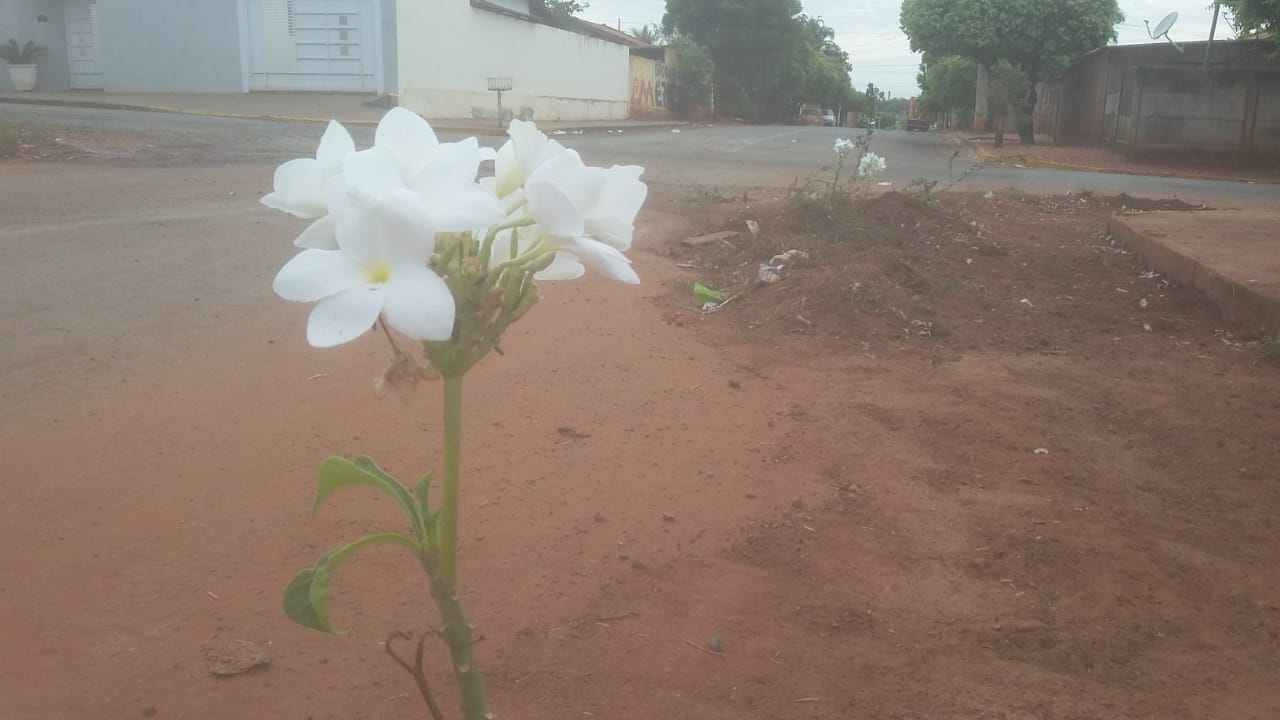 As flores estão plantadas na terra que há na rua - Lucas dos Anjos/JPNEWS