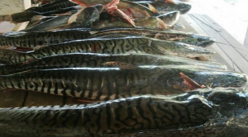 Cerca de 40kg de pescados foram apreendidos - Divulgação/Noticias MS Cerca de 40kg de pescados foram apreendidos - Divulgação/Noticias MS