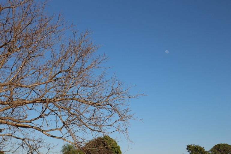 Paisagem muda com o inverno e estiagem, em Três Lagoas. Sem folhas, árvore chama a atenção e até mesmo a lua se destaca. - Hugo Leal/JPNEWS