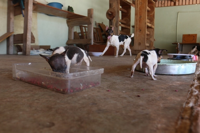 Cães recebem atendimento voluntário e necessitam de doações para re realização de exames de sangue - Hugo Leal/JPNEWS