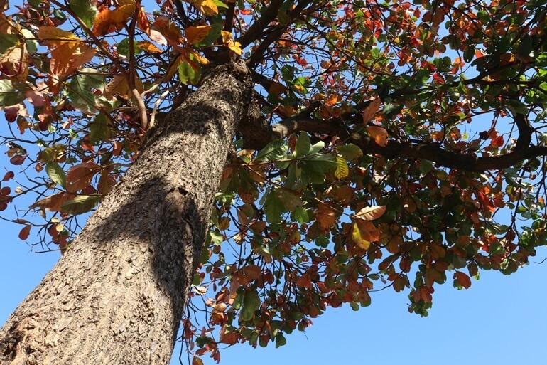 Beleza da flora ainda é destaque com o período de estiagem e de seca, em Três Lagoas - Hugo Leal/ JPNEWS