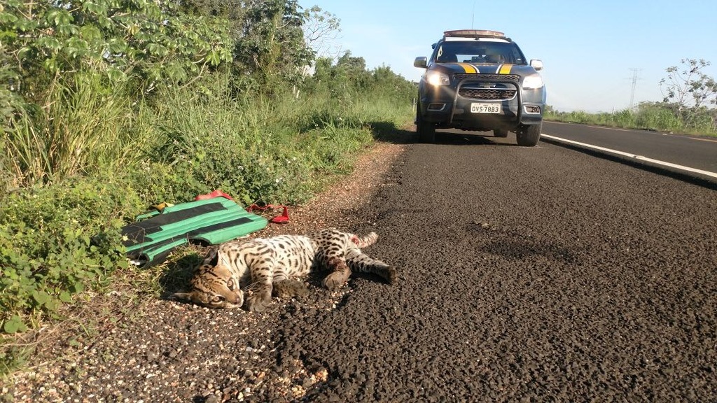 Jaguatirica - possivelmente adulta - foi encontrada deitada às margens da estrada (próximo ao km 675), desacordada e com ferimentos graves - Divulgação/PRF