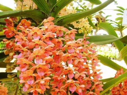 As flores ficarão expostas até o dia 7 de novembro - divulgação