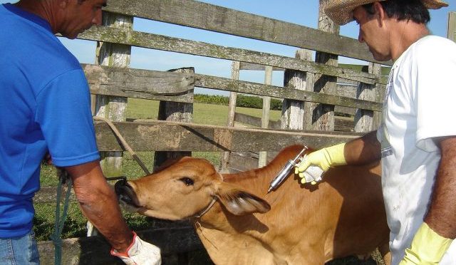 MS atingiu 99,11% de vacinação na 1ª etapa da campanha - Foto: IAGRO