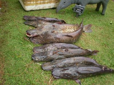 Rio Verde é um dos mais visados por pescadores no período de defeso -