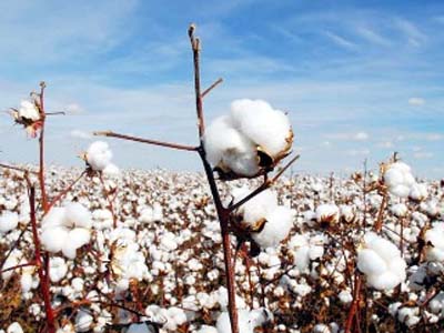 O quilo do caroço de algodão vale R$ 0,31 - O quilo do caroço de algodão vale R$ 0,31 -