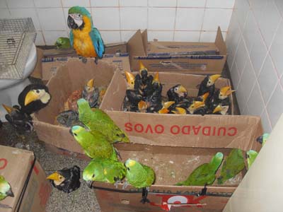 O traficante e as aves apreendidas foram encaminhados para a Delegacia de Polícia Civil de Anaurilândia -