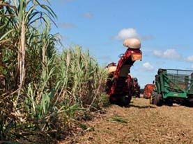 Além de todos os problemas climáticos que estão afetando a safra, existe ainda outro fator contribuindo para a queda de produtividade das lavouras -