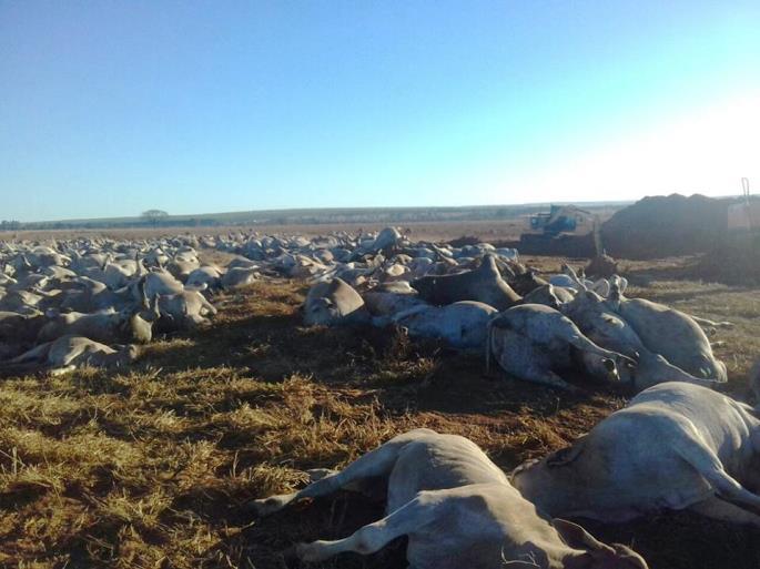 Mais de mil cabeças de gado morrem em fazenda de MS - Divulgação /Rural News