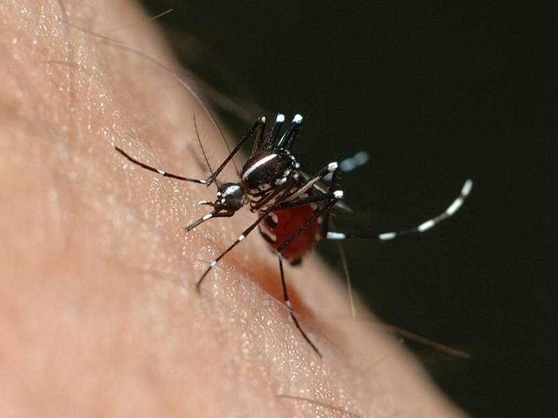 Fiscais da dengue verificam a presença do mosquito Aedes aegypti nas casas - Divulgação