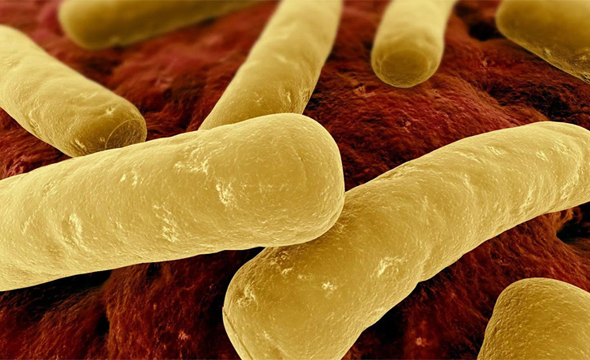 Botulismo é uma doença neuroparalítica grave, não contagiosa, causada pela ação de uma potente toxina - Divulgação