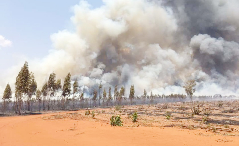 Incêndio destruiu floresta de eucalipto - Divulgação