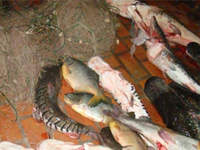 Os policiais militares ambientais de Três Lagoas, em fiscalização realizada no sábado (18), no rio Paraná, surpreenderam pessoas pescando durante a piracema, próximo às comportas -
