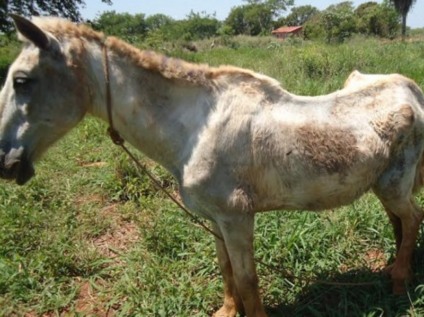 De acordo com as denúncias, o cavalo era vítima de maus-tratos - Divulgação/PMA