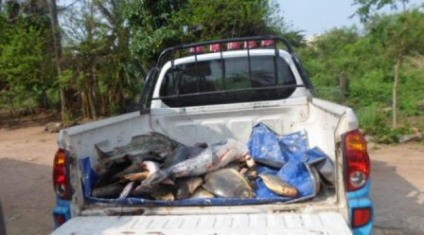 PMA encontrou o pescado armazenado no freezer da residência do pescado - Divulgação/Notícias MS