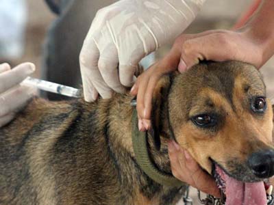 Cães e gatos serão vacinados no próximo sábado -