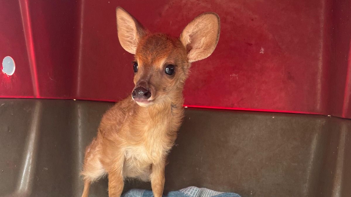 Animal tem cerca de dois meses de vida