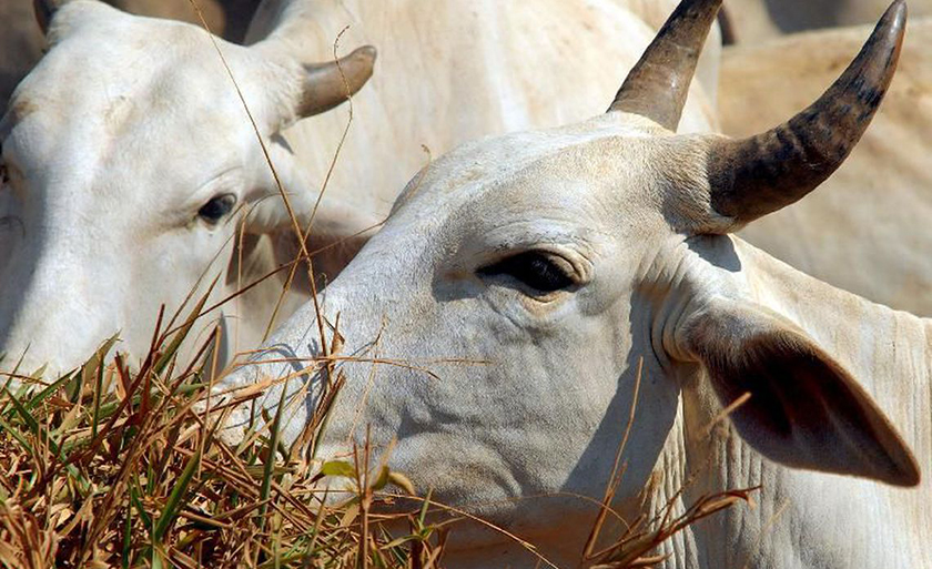 Os aumentos foram de 4% e de 1,9% respectivamente - Arquivo/Agência Brasil