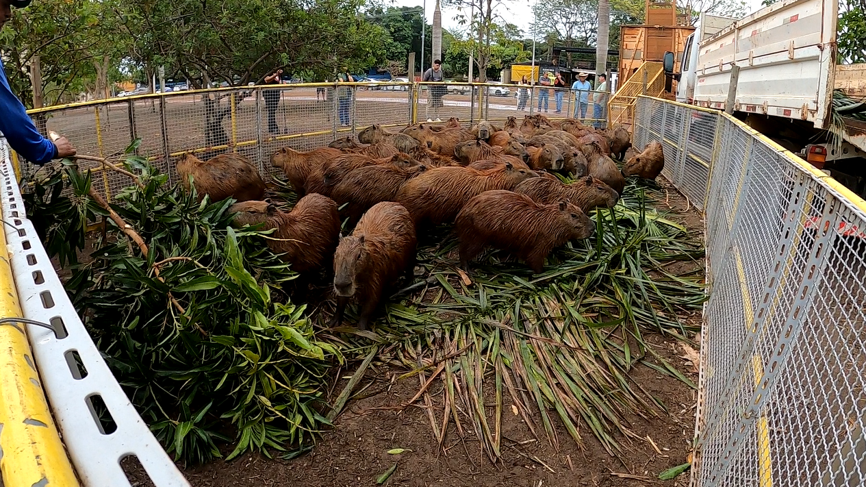 Manejo foi realizado na sexta-feira (18), na Lagoa Maior.