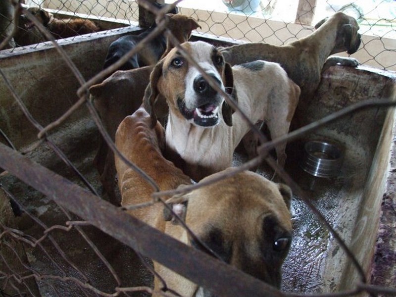 Proibição de eutanásia em cachorros com leishmaniose deve prever quem arcará com o custo no tratamento da doença - Arquivo JP