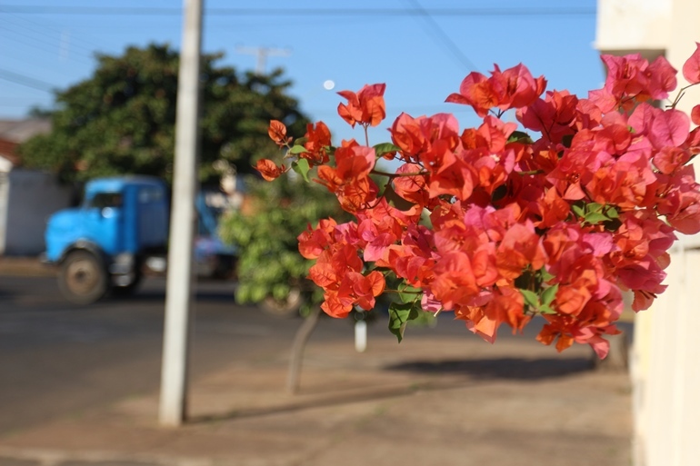 Flores no vermelho encantam canteiros na rua Generoso de Siqueira, em Três Lagoas, neste sábado (22). - Hugo Leal/JPNEWS