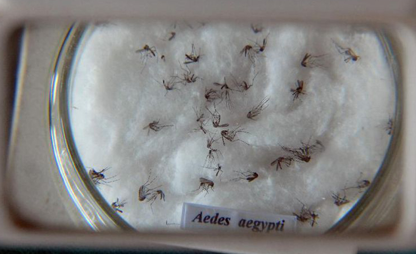 Mosquito da dengue, Aedes aegypti - Arquivo/Agência Brasil