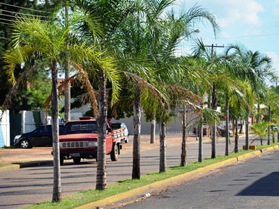Em 2012, equipes replantaram mais de 200 árvores em Três Lagoas -