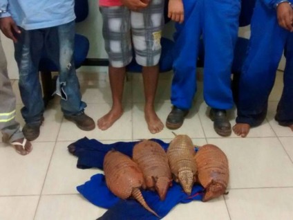 Os animais foram caçados e colocados dentro do porta malas do veículo. - Patrulha Rural