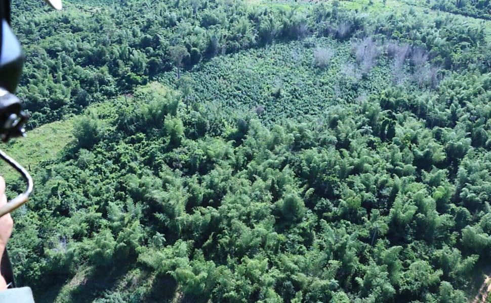 Policiais paraguaios procuram fazendas de maconha na fronteira com o Brasil - Divulgação/PF