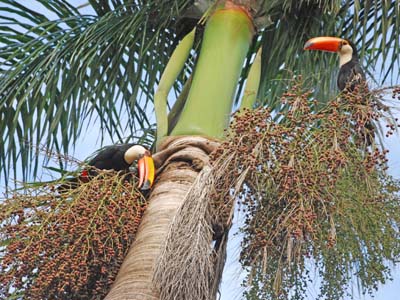 Promotor do Meio Ambiente afirma que há boas providências ambientais de forma acelerada - Promotor do Meio Ambiente afirma que há boas providências ambientais de forma acelerada -