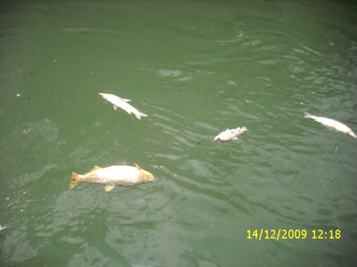 Peixes mortos são vistos quase todos os dias boiando nas águas do rio Paraná -