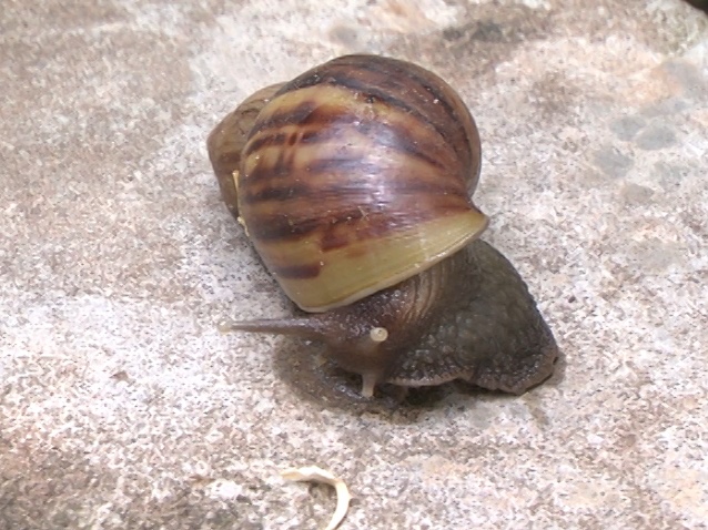 Caramujo encontrado em residência no bairro Santa Luzia  - Max Silva