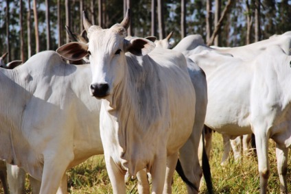 Exportações em alta estão sustentando aos preços da arroba - Foto: Iagro
