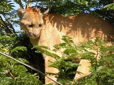 Animal está em uma árvore com altura aproximada de 6 metros -