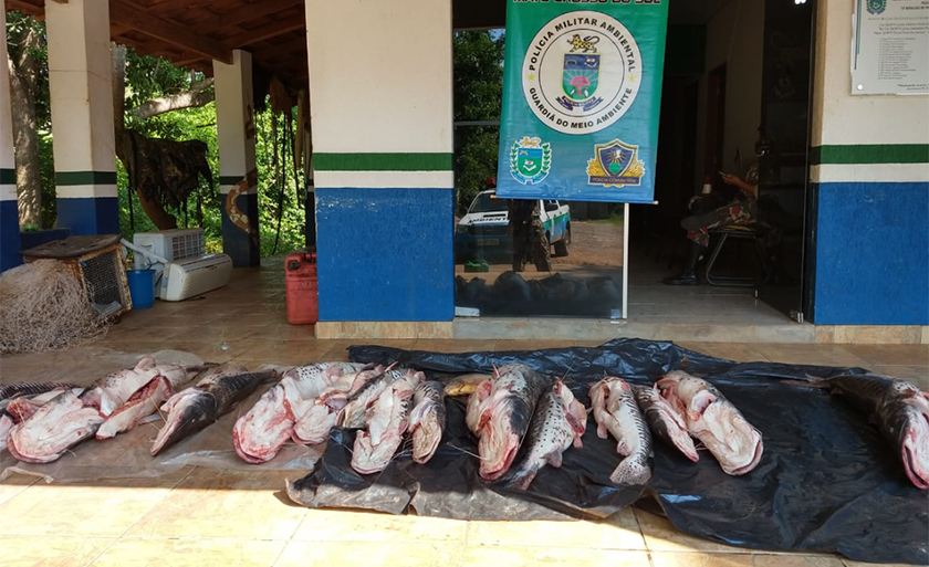 Com os infratores foram apreendidos 183 kg de pescado das espécies Pintado e Cachara - Divulgação/PMA