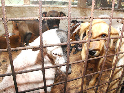 O Centro de Controle de Zoonoses sacrifica em média, por mês, 300 animais comprovadamente doentes -