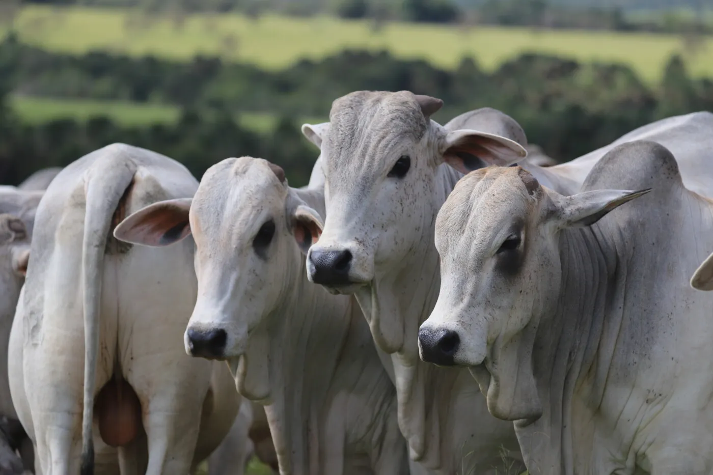 Evento terá julgamento fenótipo das variedades da raça - Foto: Arquivo | Foto: Reprodução/ OP Rural